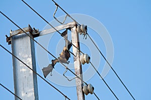 Electrocuted and Dead fruit bat stuck in the live wires