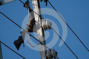 Electrocuted and Dead fruit bat stuck in the live wires