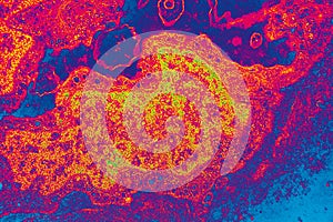 Electrón micrografía de celúla el núcleo 