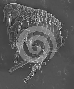 Electron microscope-flea