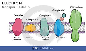 Electron transport chain