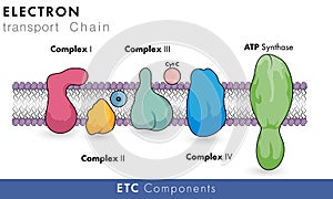 Electron transport chain