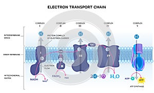 Electron transport chain