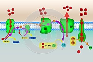 Electron transport chain