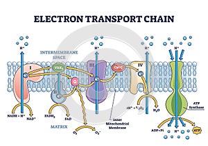 Electron transport chain as respiratory embedded transporters outline diagram