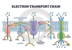 Electron transport chain as respiratory embedded transporters outline diagram photo