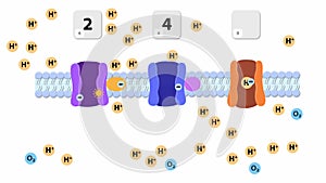 An electron transport chain, Oxidative phosphorylation, the final stage of cellular respiration.