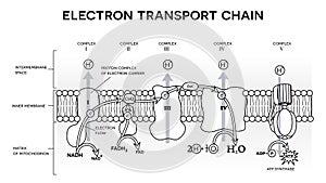 Electrón transporte cadena 