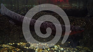 Electrophorus electricus under water