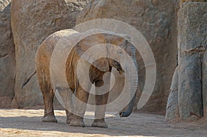 Elefant