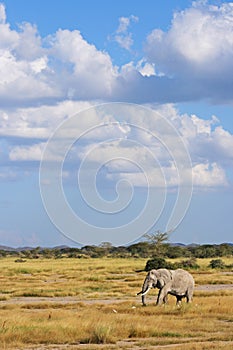 Elefant