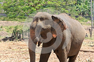 Elefant