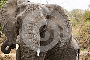 Elefant