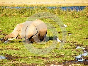 Elefant