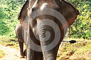 Elefant