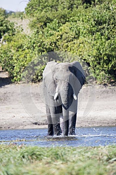 Elefant