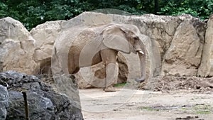 Elefant