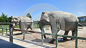 elefant animals zoo omg nature wild