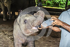 Elefant baby drinking milk