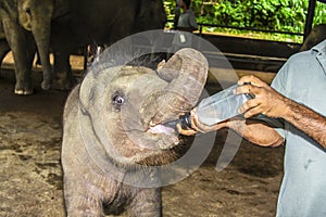 Elefant baby gets milk to drink