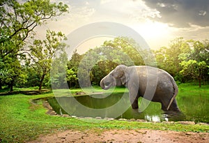Elephant, bathing in lake