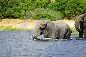 Elefant beim Baden im Wasser