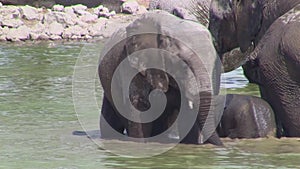 Elefant Calf Bathing at Okaukuejo Waterhole in Etosha, Namibia