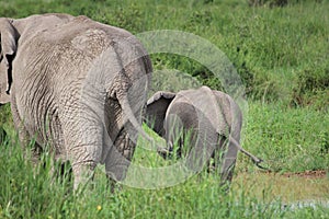 Elefant with child together in Step