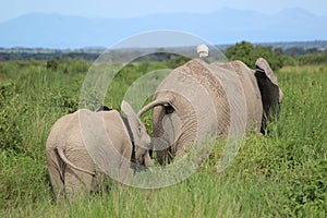 Elefant with child walking away