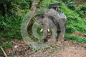 Elefant eating grass in the rain forest of Khao Sok sanctuary, Thailand