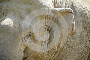 Elefant eye and ear close up