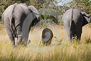 Elefant family, elefant cow, bull and calf walking through savanna, showing back, backs, in Botswana, Africa, Elephant parade.