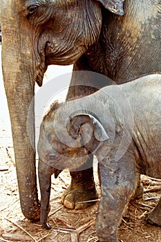 Elefant family in open area photo