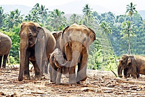 Elefant family in open area photo