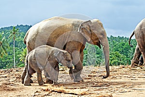 Elefant family in open area