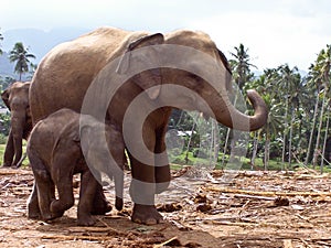 Elefant family in open area photo