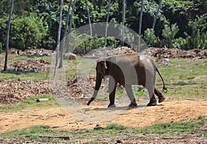 Elefant in jungle