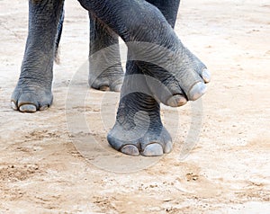 Elefant legs photo