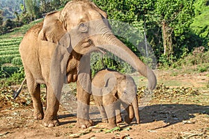 Elefant mother with its baby on a harvested field in the jungle