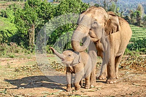 Elefant mother with its baby on a harvested field in the jungle