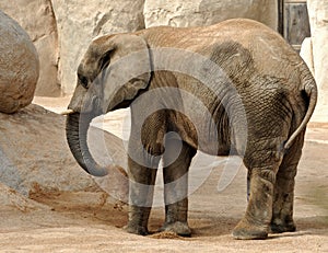 Elefant in natural environment