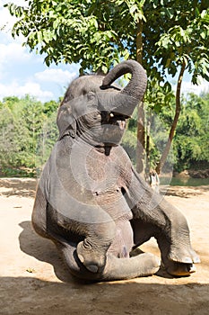 Elefant outdoor photo