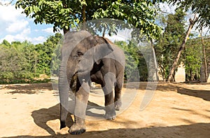 Elefant outdoor photo