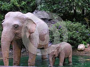 Elefant's family