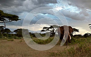 Elefant in savana