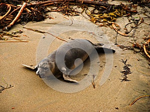 Elefant seal walking from the sea straight to the beach