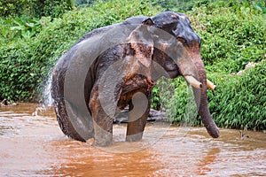 Elefant sitting in river in the rain forest of Khao Sok sanctuary