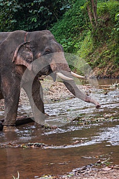 Elefant sitting in river in the rain forest of Khao Sok sanctuary