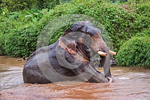 Elefant sitting in river in the rain forest of Khao Sok sanctuary