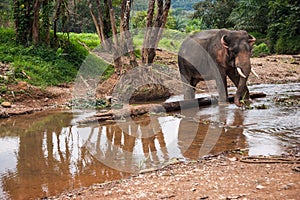 Elefant standing in river in the rain forest of Khao Sok sanctuary, Thailand